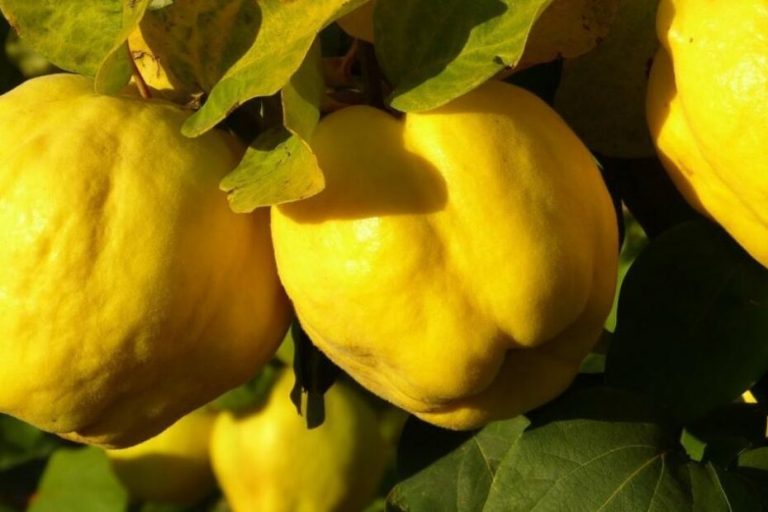 Soiuri de gutui din Romania